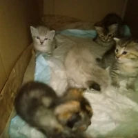 Adopta a Gatitos