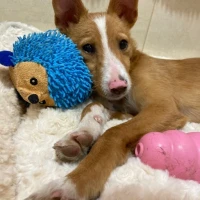 Adopta a Canela