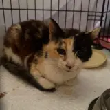 Adopta a Colorines