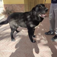 Adopta a Yukon