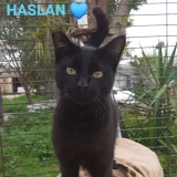 Adopta a Haslan