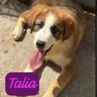 Adopta a Talia
