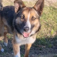 Adopta a Enko