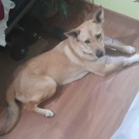 Adopta a Kalea