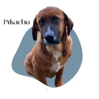 Adopta a Picachu