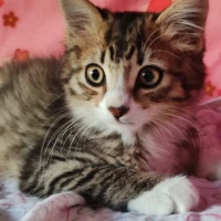 Adopta a Neko