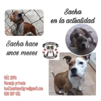 Adopta a Sasha