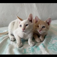 Adopta a Tomas Y Lucas