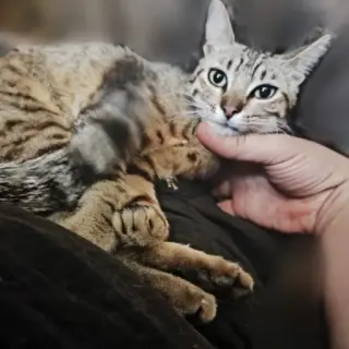 Chicho