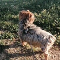 Adopta a Snoopy (Noopy)