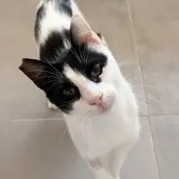 Adopta a Rennes