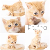 Adopta a Pitufina