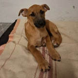 Adopta a Helios