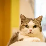 Adopta a Tolina