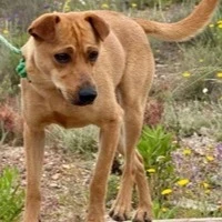 Adopta a Zuko