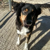 Adopta a Zeus