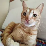 Adopta a Lux