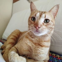 Adopta a Lux