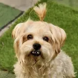 Adopta a Dylan