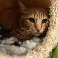 Adopta a Pumuki