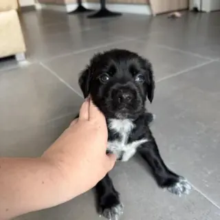 Emi - Cachorrita -Tlf 645978718