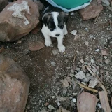 Adopta a Sin Nombre