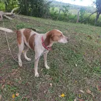 Adopta a Kiara
