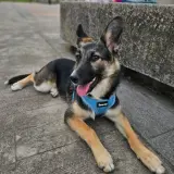 Adopta a Peti