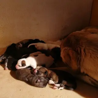 Cachorros En Adopción