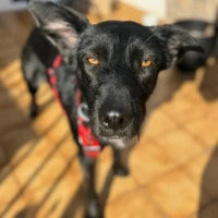 Adopta a Kira