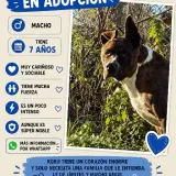 Adopta a Kobu
