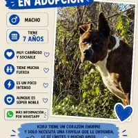 Adopta a Kobu