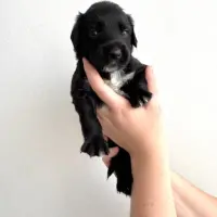 Adopta a Nero Cachorro, Tlf 645978718