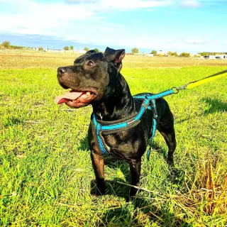 Nala