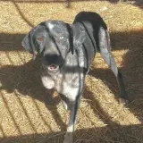 Adopta a Perdigon