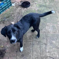 Adopta a Tini Y Tami