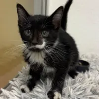 Adopta a Gala