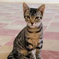 Adopta a Albert