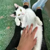 Adopta a Pitufo El Perfecto.