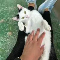 Adopta a Pitufo El Perfecto