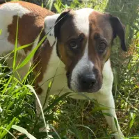 Adopta a Kira Abuela
