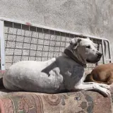 Adopta a Trini