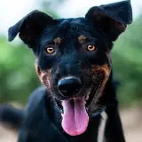Adopta a Zape