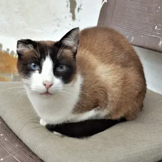 Tizú