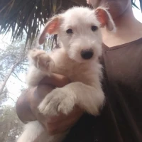 Adopta a Arya