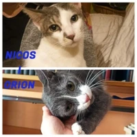 Adopta a Nicos Y Orion