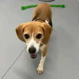 Adopta a Belinda