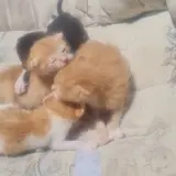 Adopta a Jesús