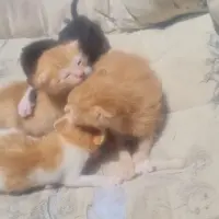 Adopta a Jesús
