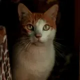 Adopta a Olías
